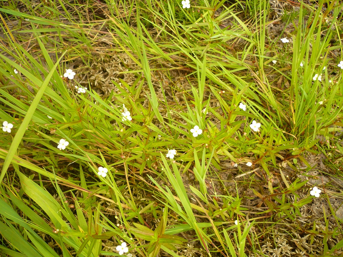 Veronica scutellata (Plantaginaceae)